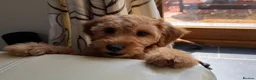 Irish Doodle dogs for sale: F1B Miniature Irishdoodles fully tested parents  - Advert 7