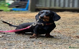 Miniature Dachshund dogs for sale: True miniature smooth coat dachshund puppies  - Image 15
