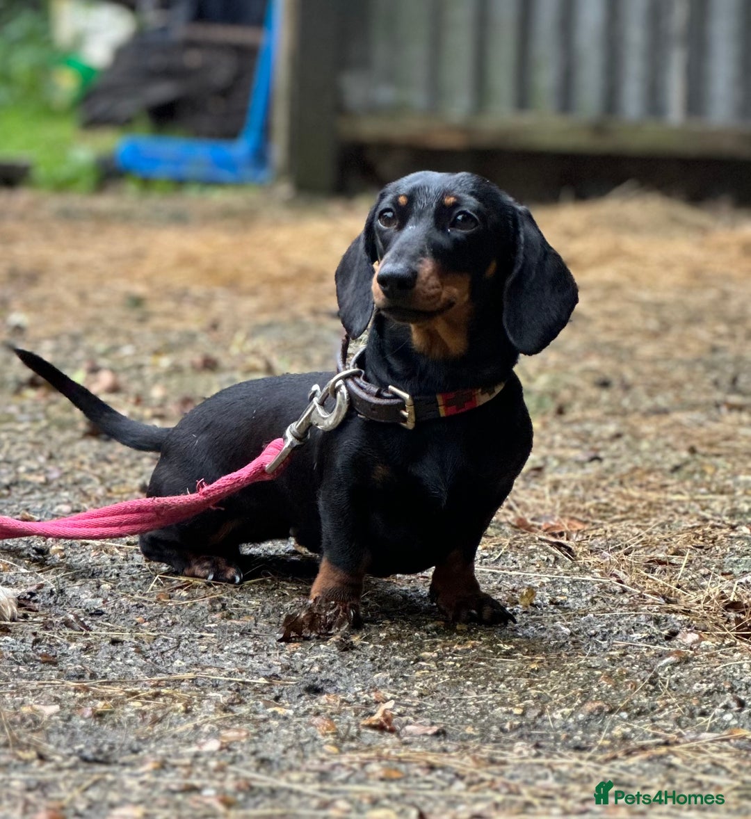 Miniature Dachshund dogs for sale: True miniature smooth coat dachshund puppies  - Image 15
