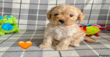 Cavapoo dogs - Advert 2