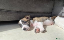 Jack Russell dogs for sale: Beautiful jack russle puppies - Image 22