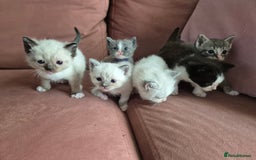 Ragdoll cats for sale: Ragdoll Kittens Gateshead - Image 16