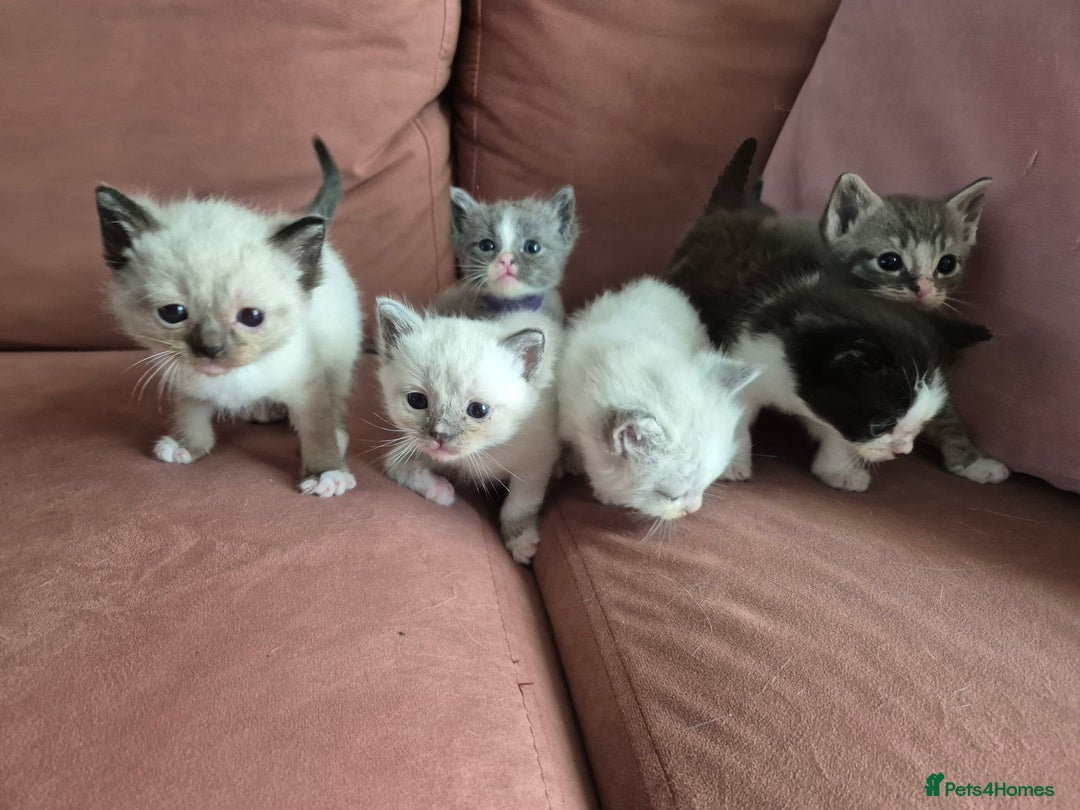 Ragdoll cats for sale: Ragdoll Kittens Gateshead - Image 16