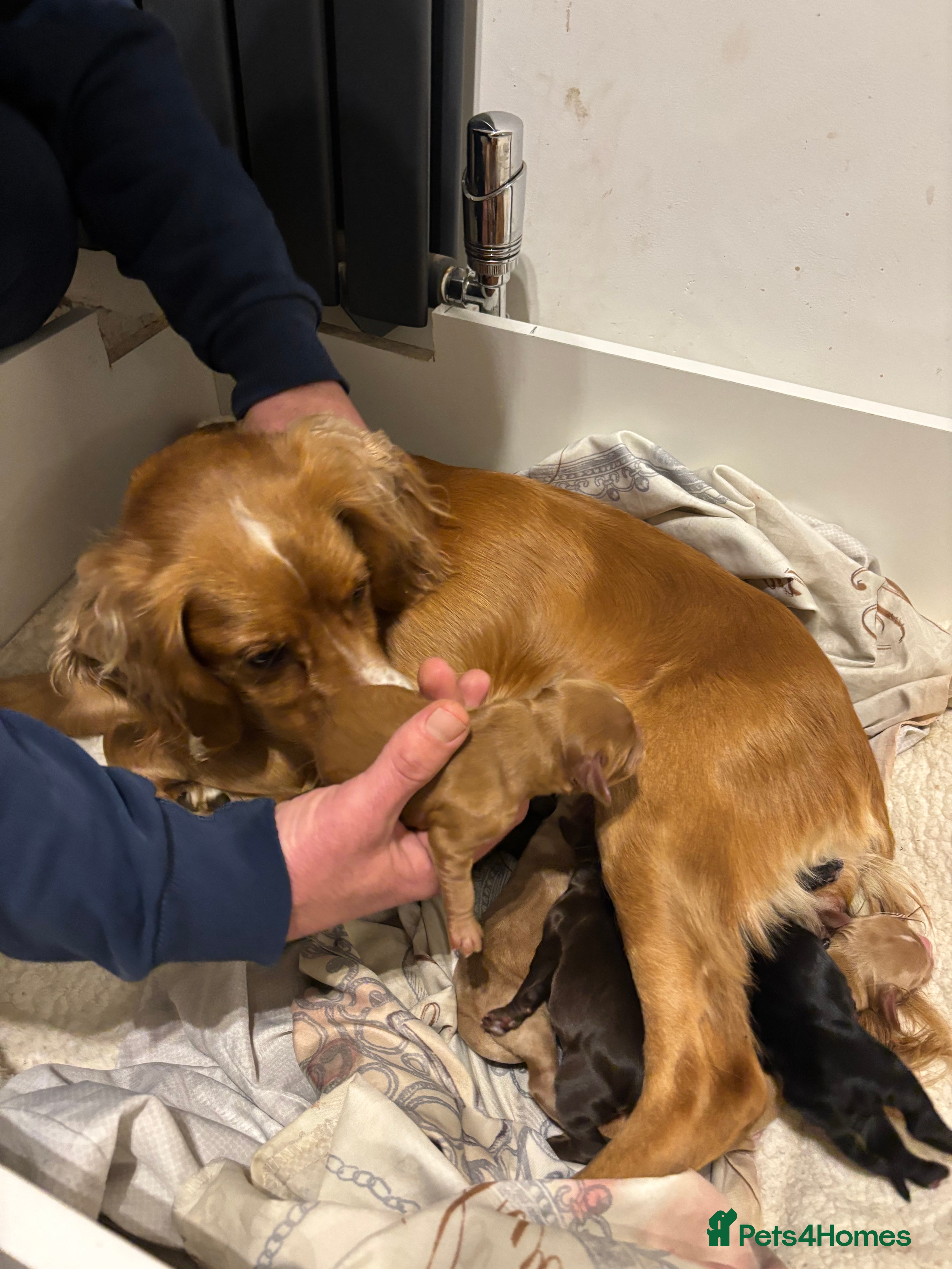 Cocker Spaniel dogs Cocker spaniel  - Advert 6