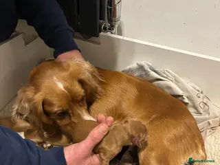 Cocker Spaniel dogs Cocker spaniel - Advert 6