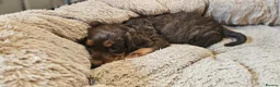 Cocker Spaniel dogs for sale: 3 CHOC AND TAN KC WORKING COCKER SPANIELS - Advert 11
