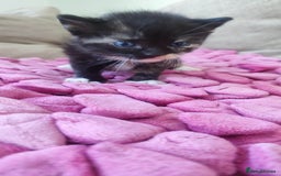 British Shorthair cats for sale: Adorable kittens  in Great Missenden - Image 21