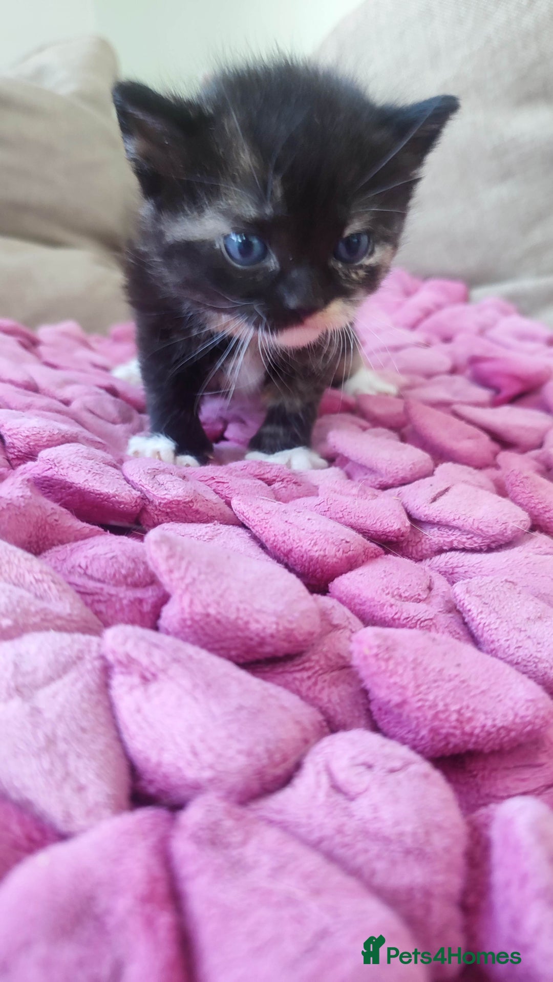 British Shorthair cats for sale: Adorable kittens  in Great Missenden - Image 21
