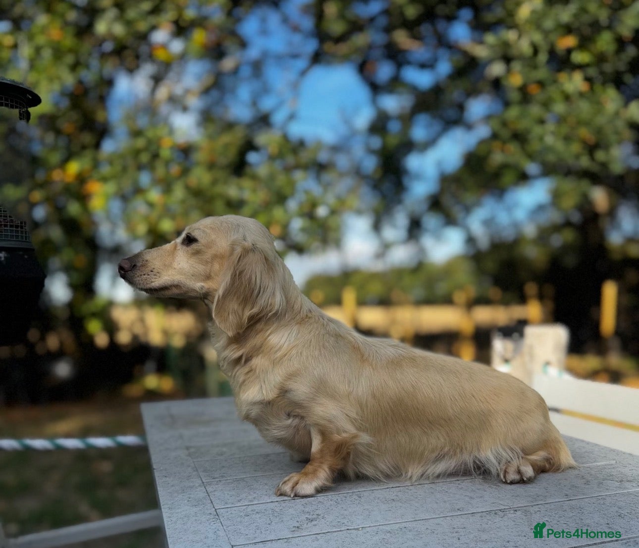 Miniature Dachshund dogs Kc reg cream adult bitch  - Advert 1