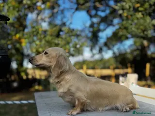 Miniature Dachshund dogs Kc reg cream adult bitch - Advert 1