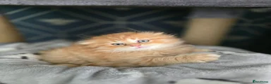Golden and cream ghost tabby