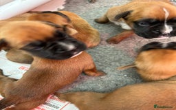 Boxer dogs for sale: 5 STAR LICENSE BREDDER   22 years experience  - Image 6