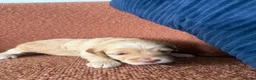 Cockapoo dogs for sale: Stunning F1B Cockapoos - Advert 37