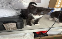 Bengal cats for sale: Kittens for sale in Thornton Heath - Image 12