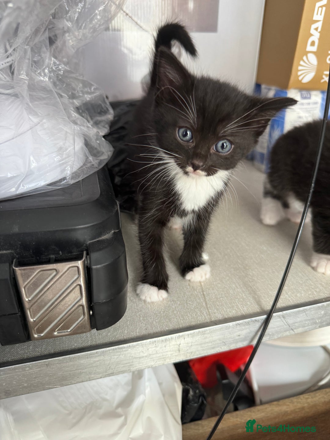 Bengal cats for sale: Kittens for sale in Thornton Heath - Image 12