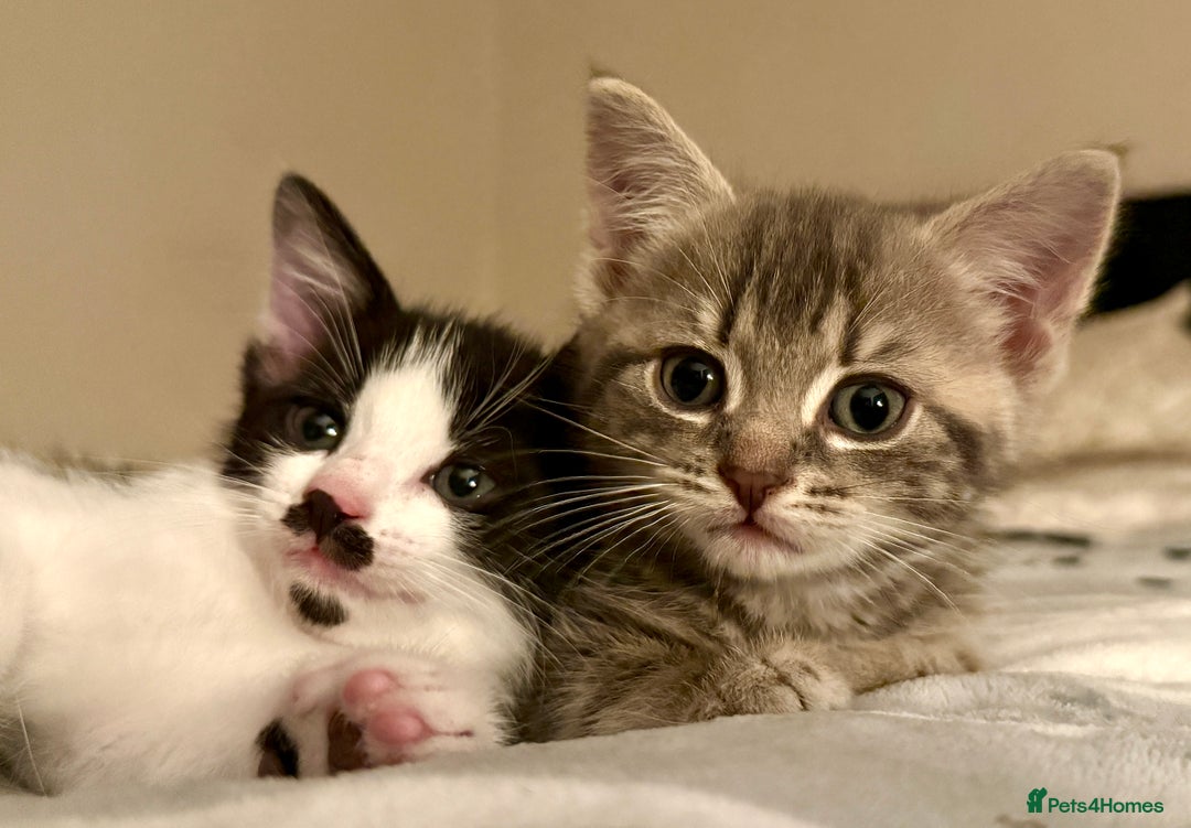 Mixed Breed cats for sale: 4 gorgeous tabby kittens - Image 11