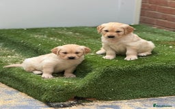 Golden Retriever dogs for sale: 9 gorgeous golden retriever pups  - Image 10