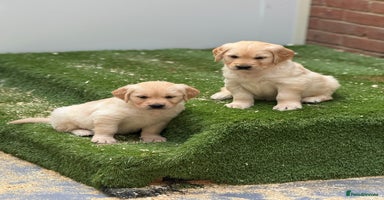 Golden Retriever dogs - Advert 5