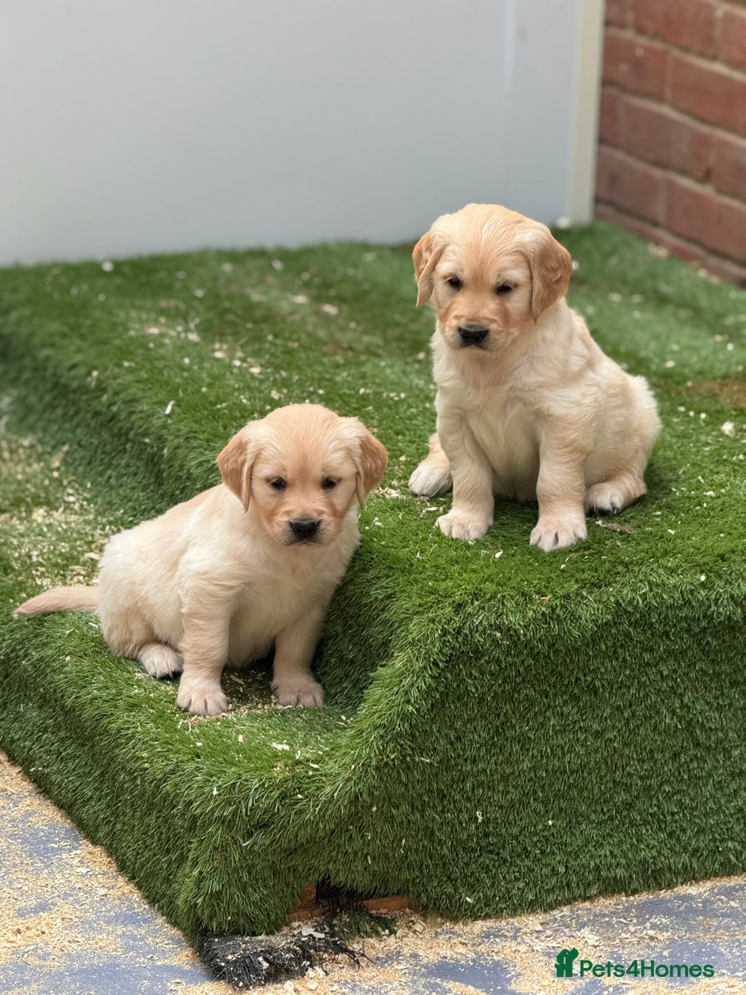 Golden Retriever dogs for sale: 9 gorgeous golden retriever pups  - Image 10