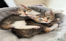 Mixed Breed cats for sale: 🐾 Adorable Kittens Looking for Loving Homes! 🐾 - Image 1