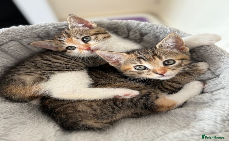 Mixed Breed cats - Advert 9