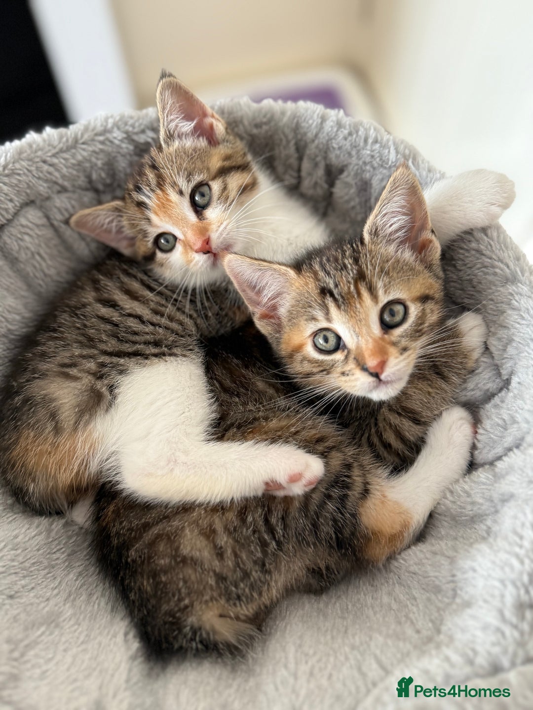 Mixed Breed cats for sale: 🐾 Adorable Kittens Looking for Loving Homes! 🐾 - Image 1