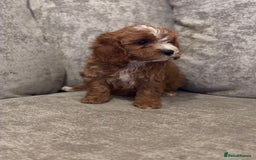 Cavapoo dogs for sale: F1 TOY CAVAPOO PUPPIES  - Image 14