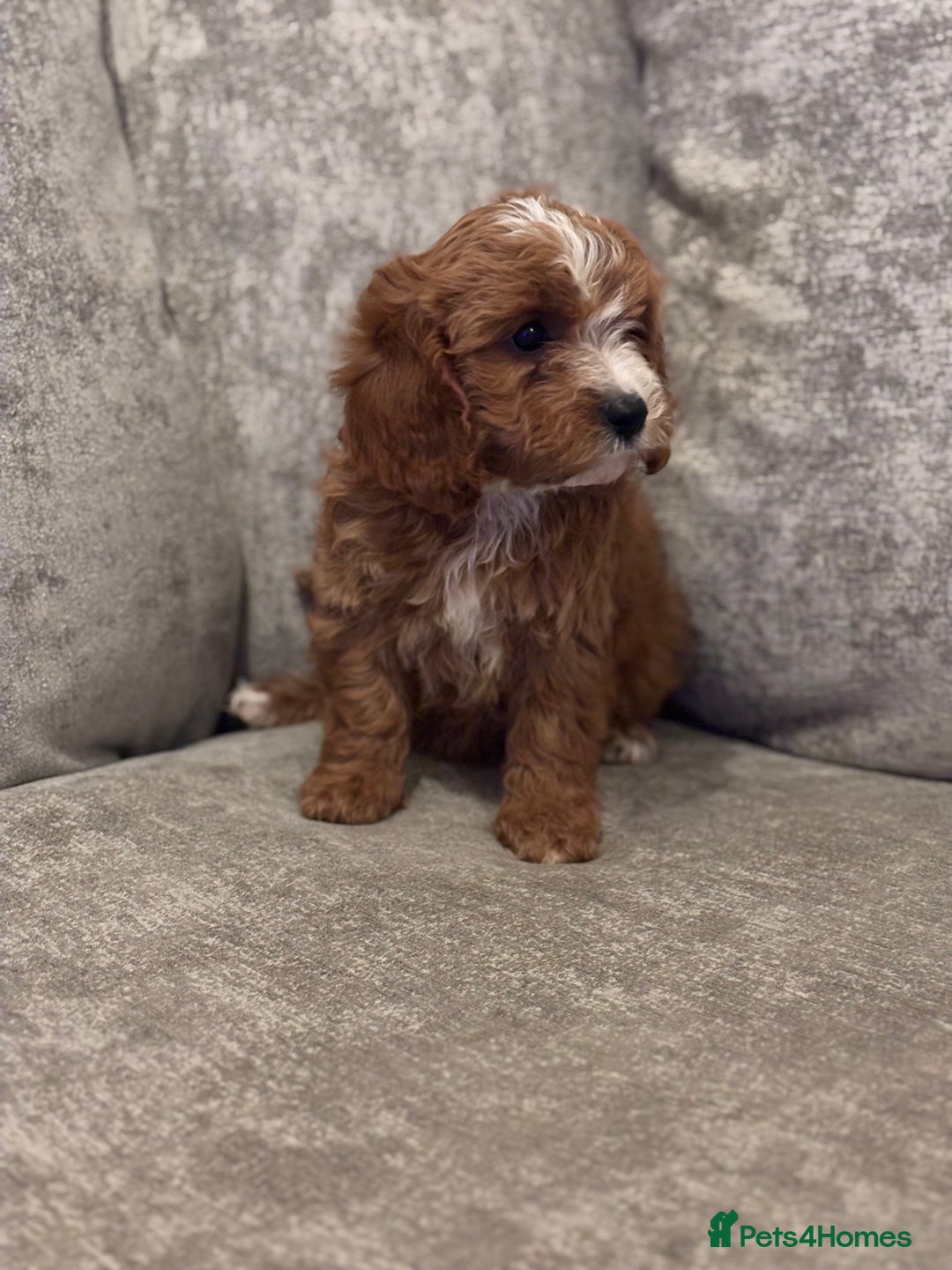 Cavapoo dogs for sale: F1 TOY CAVAPOO PUPPIES  - Image 14