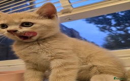 British Shorthair cats for sale: Last gorgeous boy left - Image 8