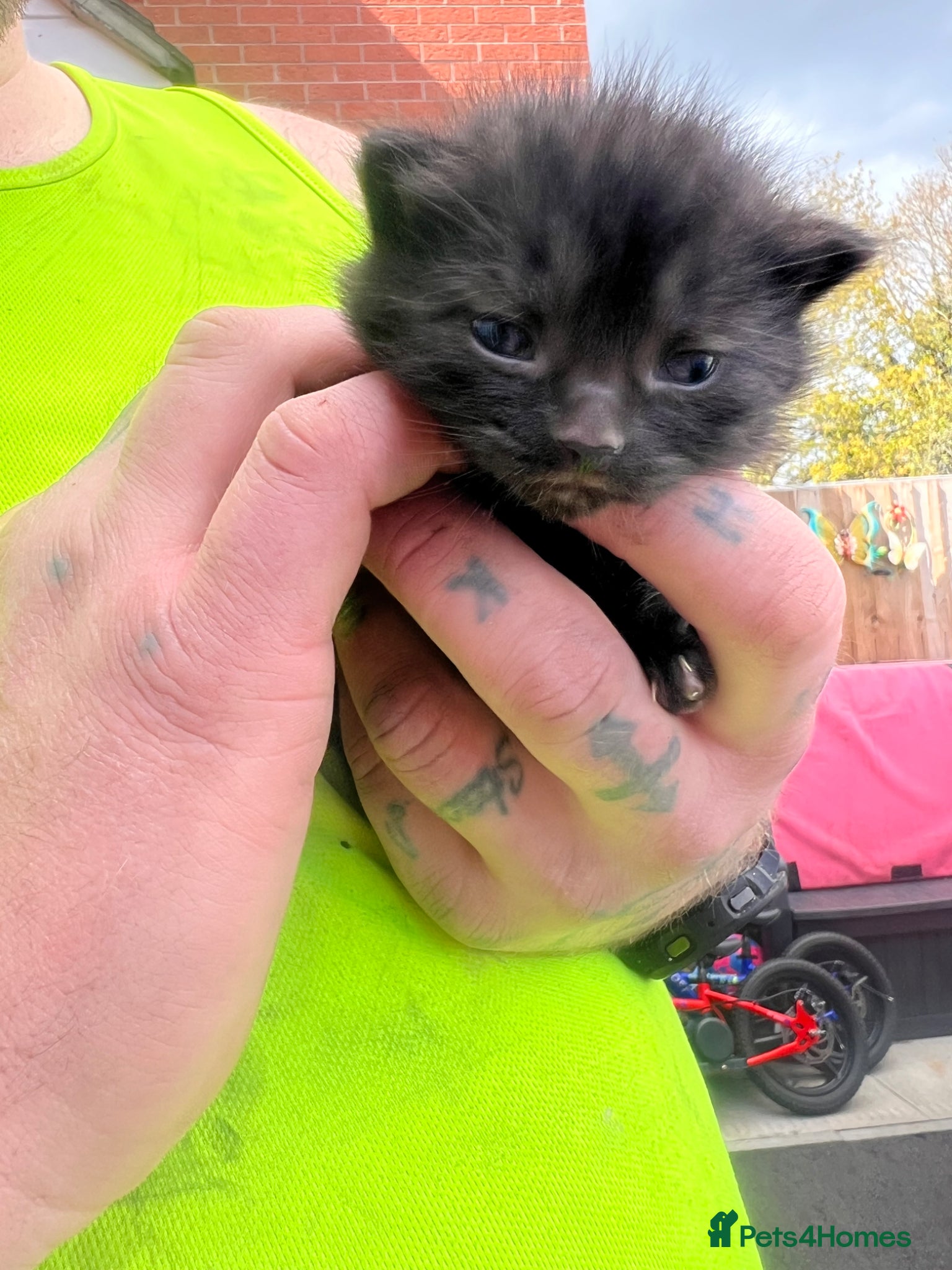 Mixed Breed cats Beautiful kittens ready to leave soon  - Advert 1