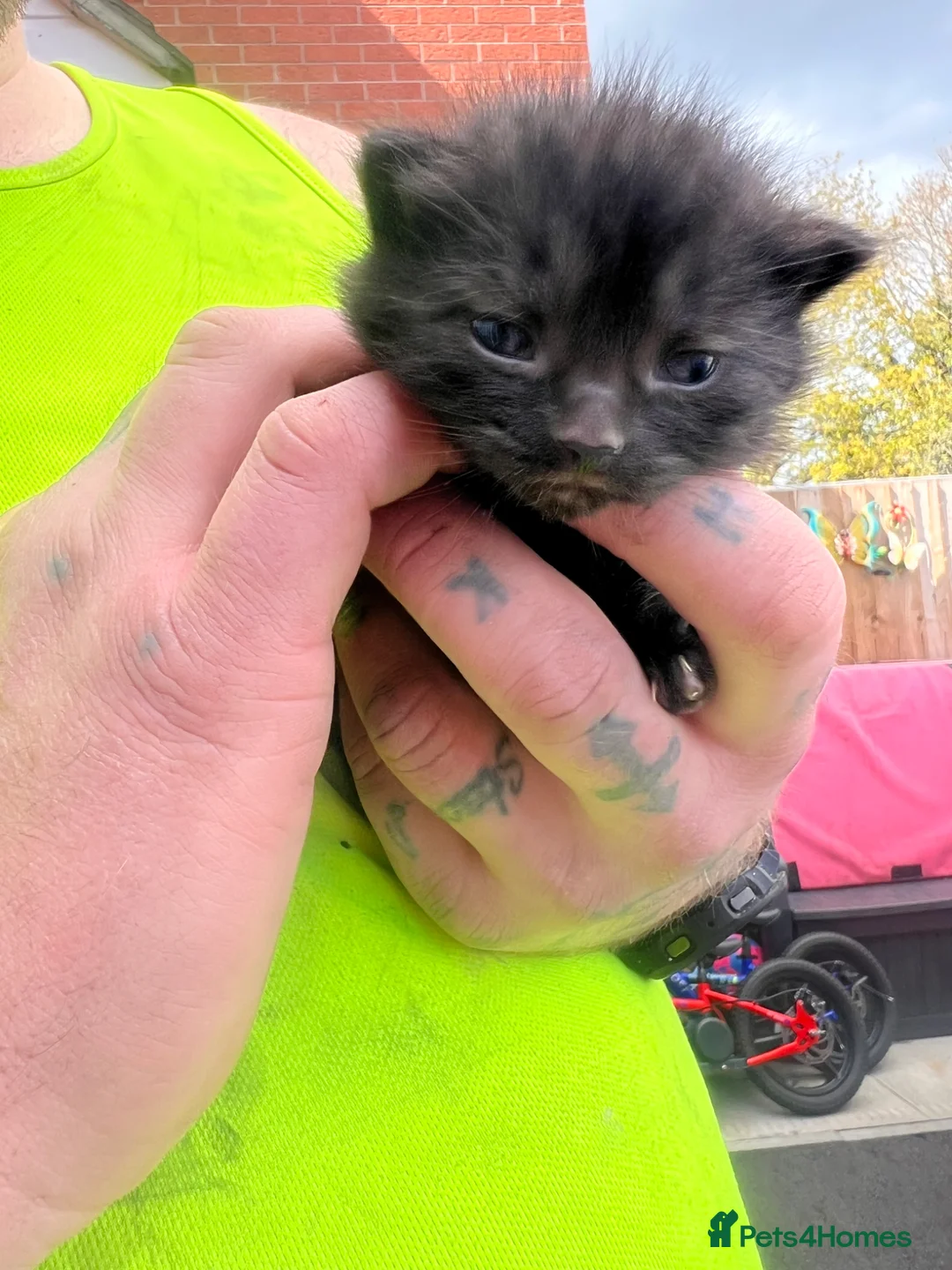 Mixed Breed cats for sale: Beautiful kittens ready to leave soon  - Advert 1