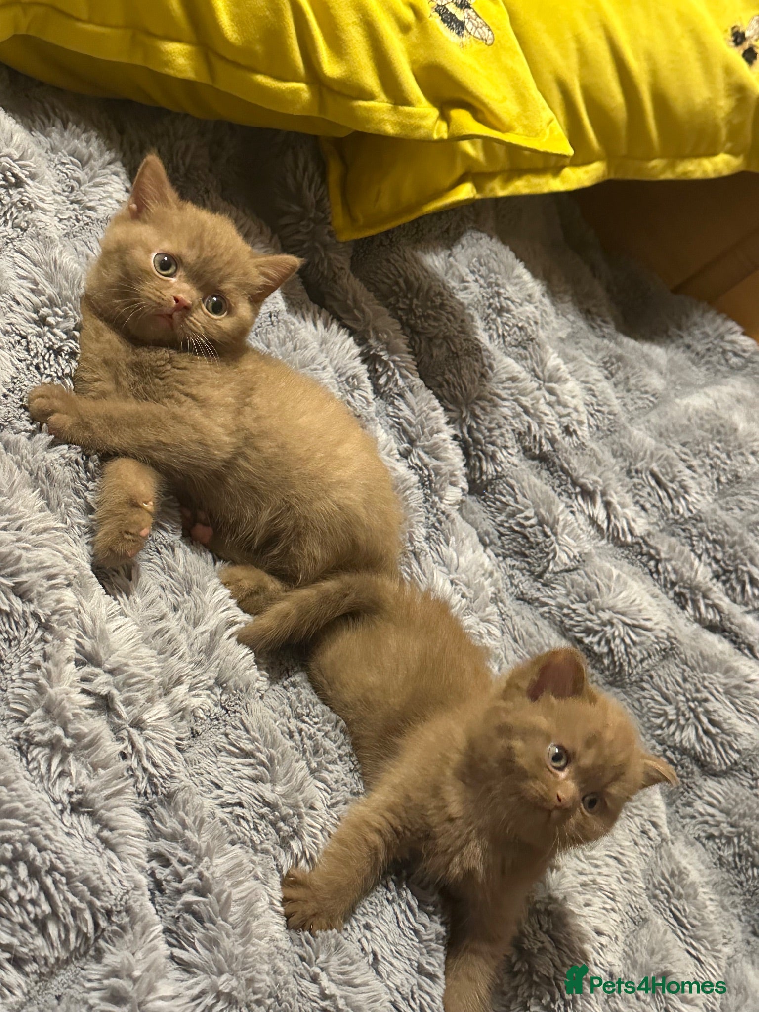 British Shorthair cats Champion British shorthair kittens very rare  - Advert 2