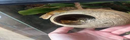 Gecko reptiles for sale: Two male Crested geckos in Boston - Advert 11