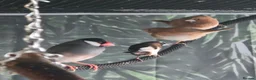 Mixed Breed birds for sale: Mixed aviary birds in Newton Abbot - Advert 2