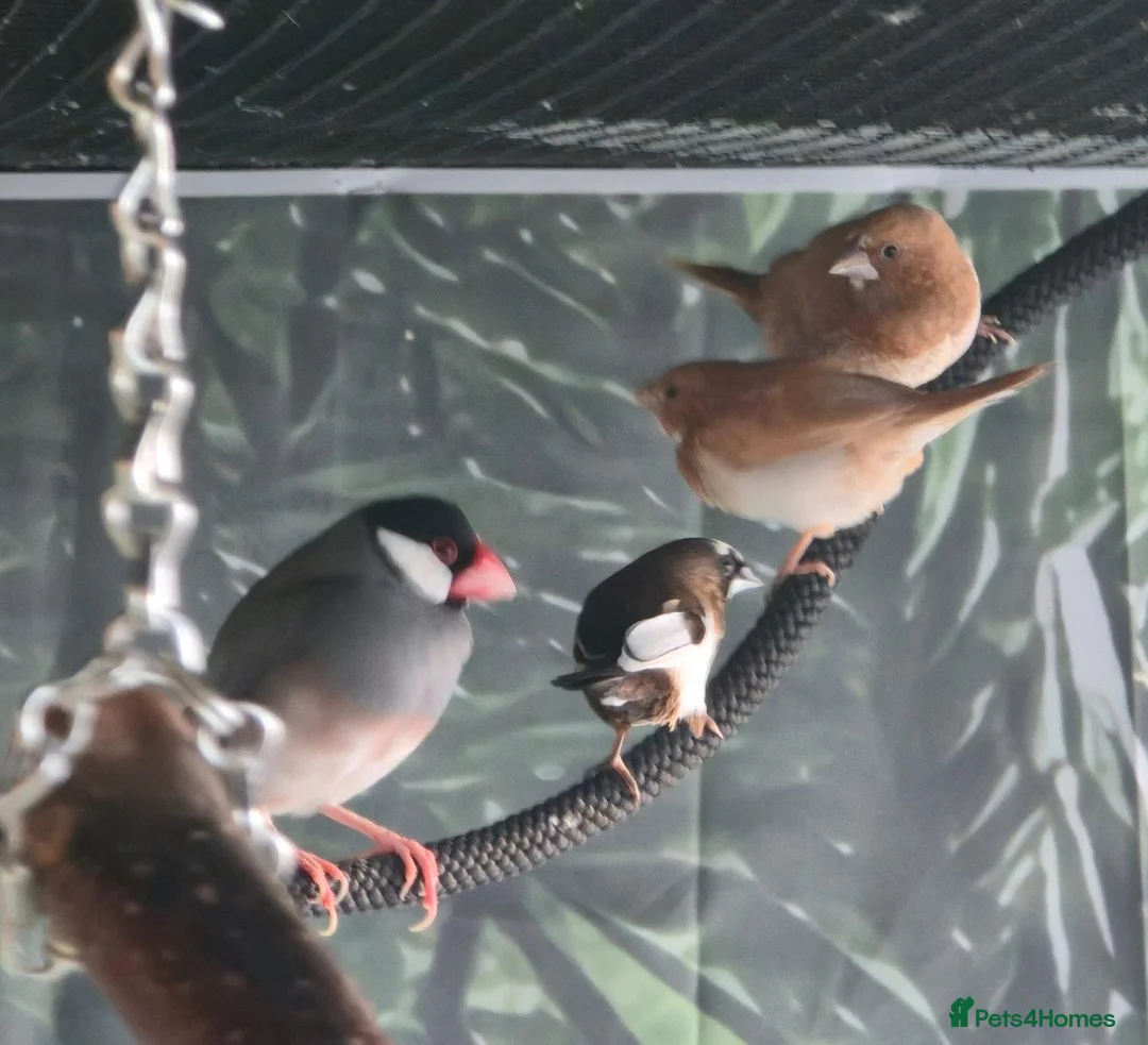 Mixed Breed birds for sale: Mixed aviary birds in Newton Abbot - Advert 2