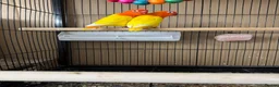 Lovebirds birds for sale: Lutino for sale - Advert 6