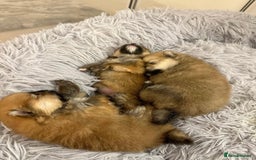 Pomeranian dogs for sale: Kc reg Pomerania  - Image 4