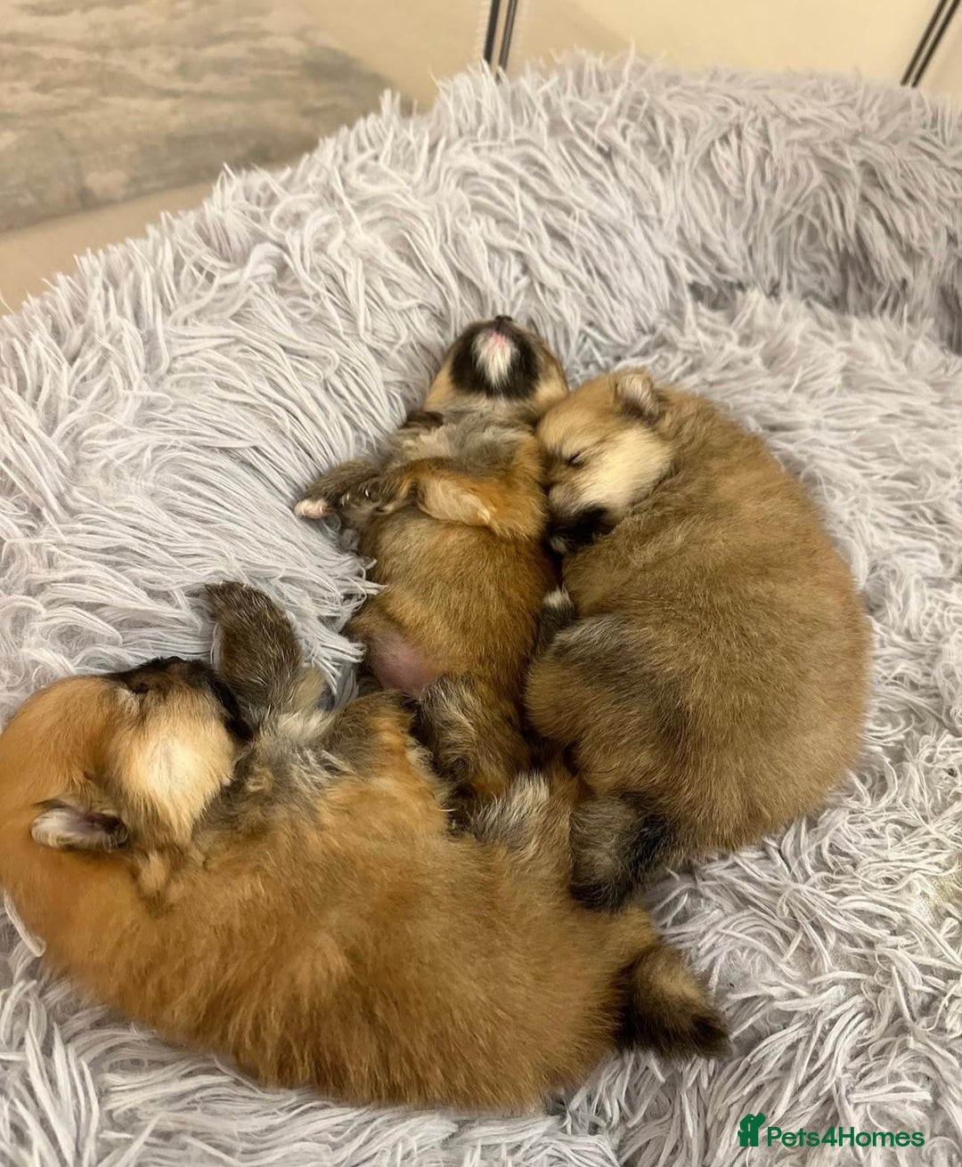 Pomeranian dogs for sale: Kc reg Pomerania  - Image 4