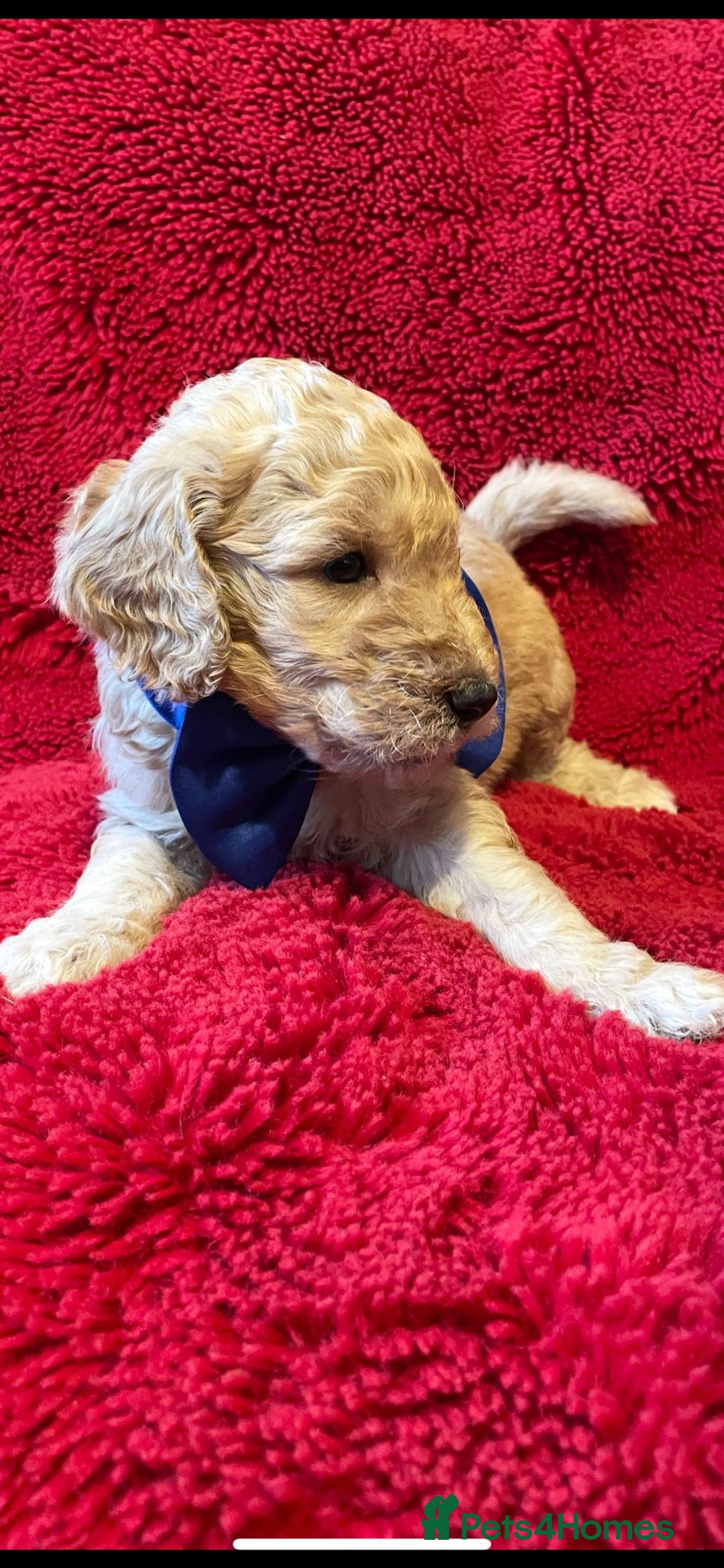 Double Doodle dogs for sale: Beautiful Double Doodles puppies  - Image 6
