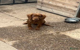 Cocker Spaniel dogs for sale: Cocker spaniel  - Advert 2