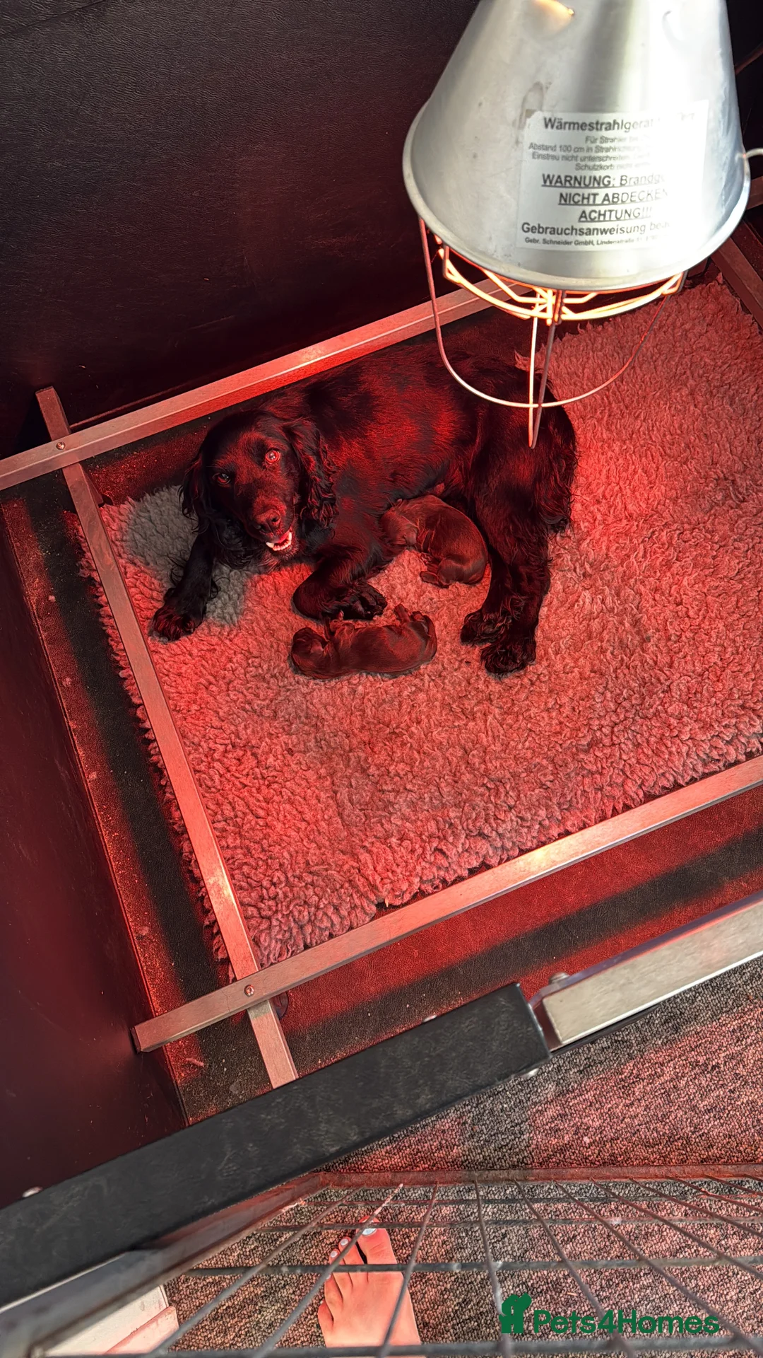 Cocker Spaniel dogs for sale: 2 Working Cocker spaniel boys for sale in Swindon - Advert 2