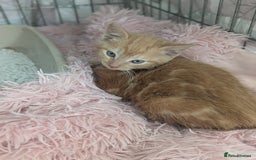 Domestic Shorthair cats for sale: Ready now  - Image 7