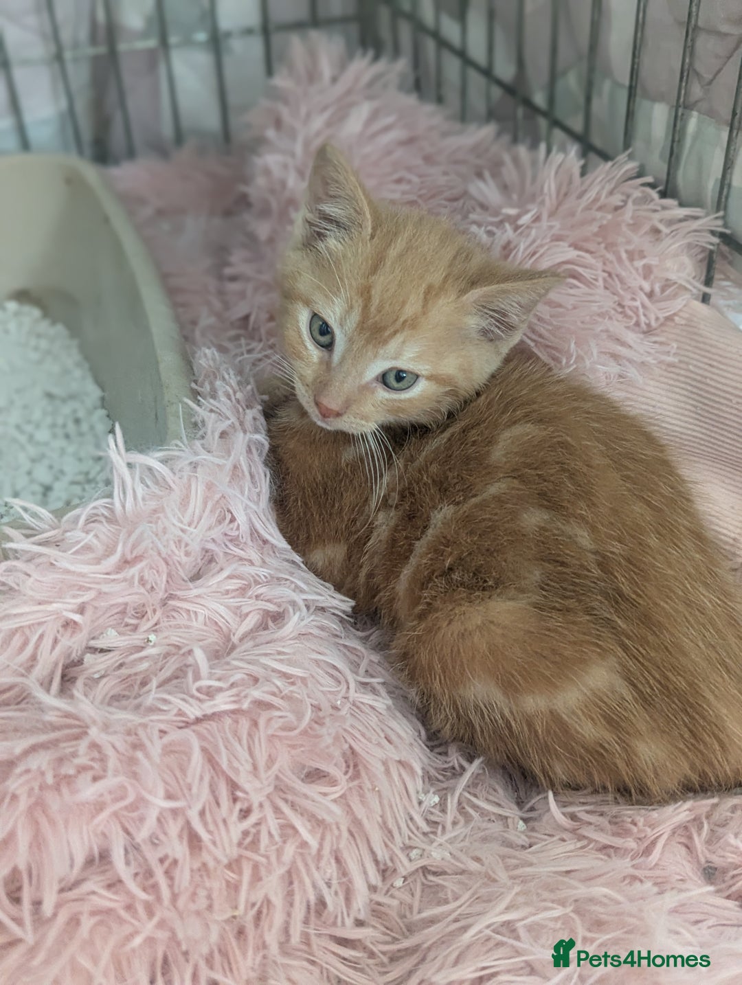 Domestic Shorthair cats for sale: Ready now  - Image 7