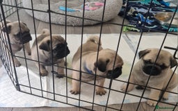 Pug dogs for sale: Perfect pug pups - Image 1