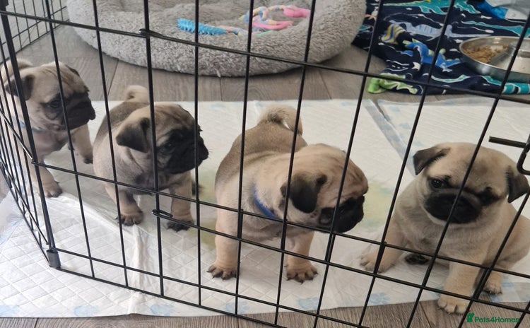 Pug dogs - Advert 1