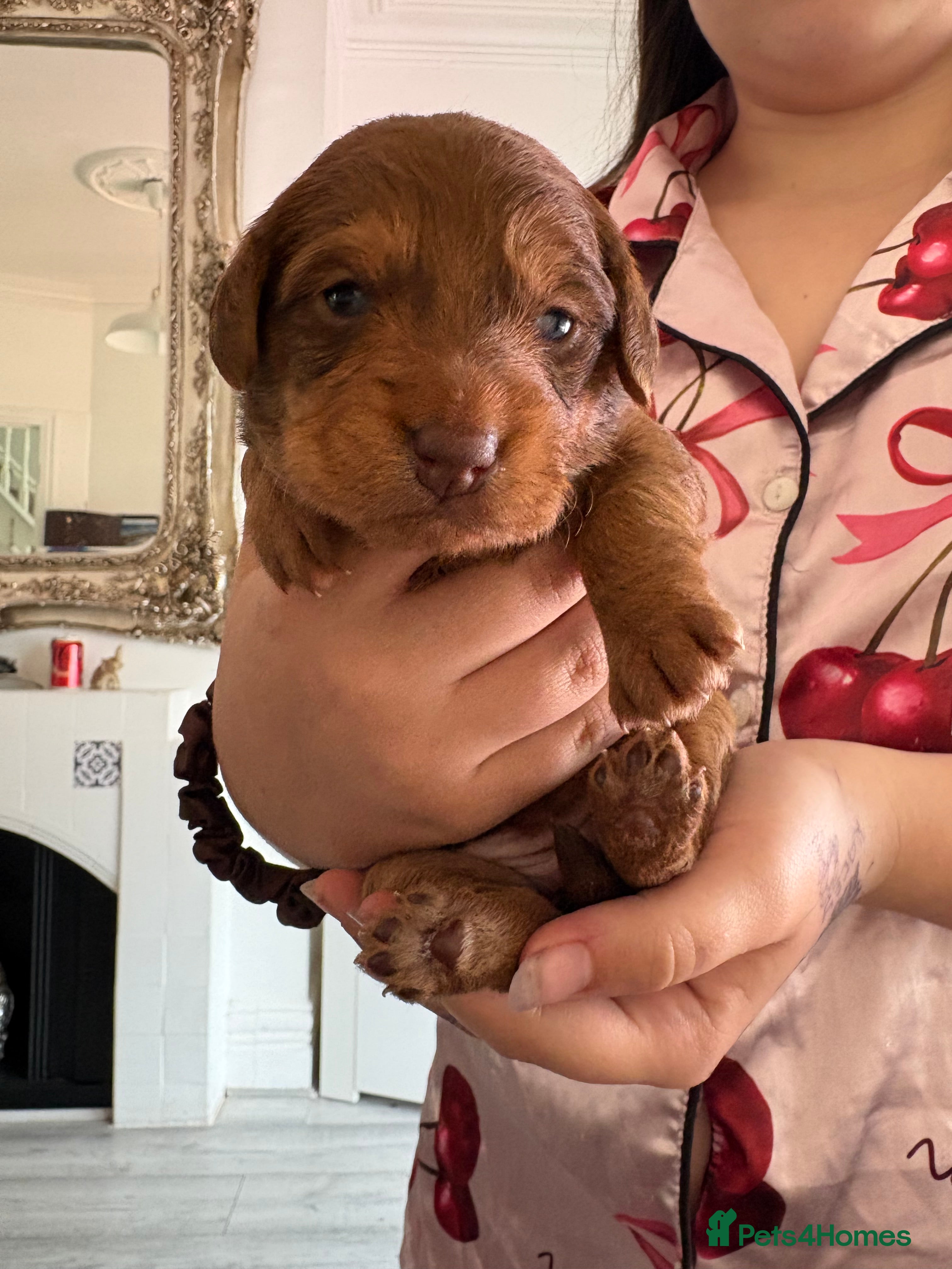 Mixed Breed dogs for sale: Shihpoo x miniture chocolate dachshund schweenies - Advert 2