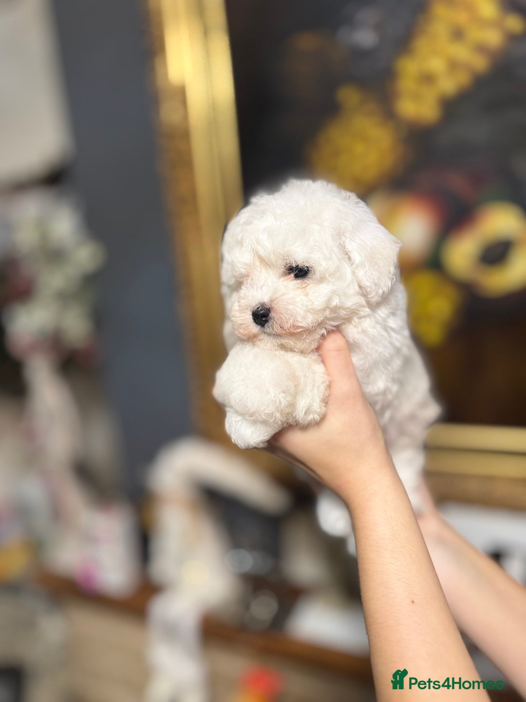 Bichon Frise dogs for sale: champion blood line bichon frise  - Advert 11