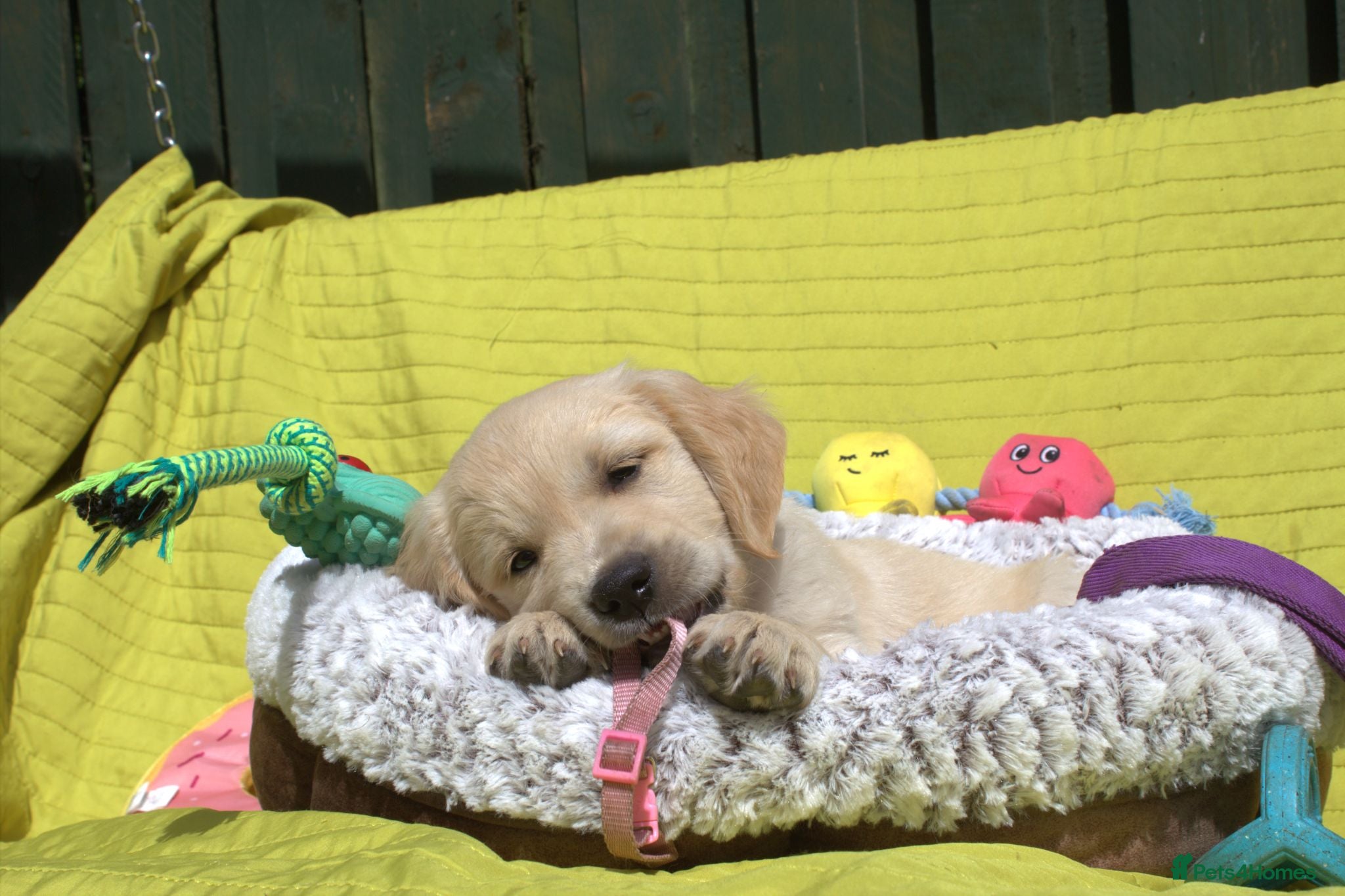 Golden Retriever dogs Litter of Golden Retriver puppies - Advert 1