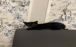 British Shorthair cats for sale: kittens ready now for new home - Image 7