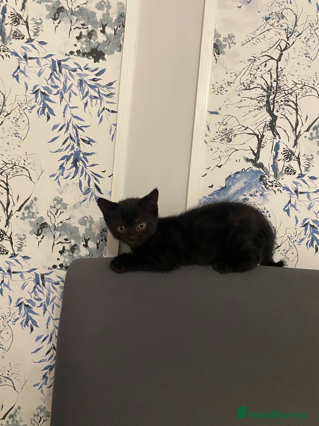 British Shorthair cats for sale: kittens ready now for new home - Image 7